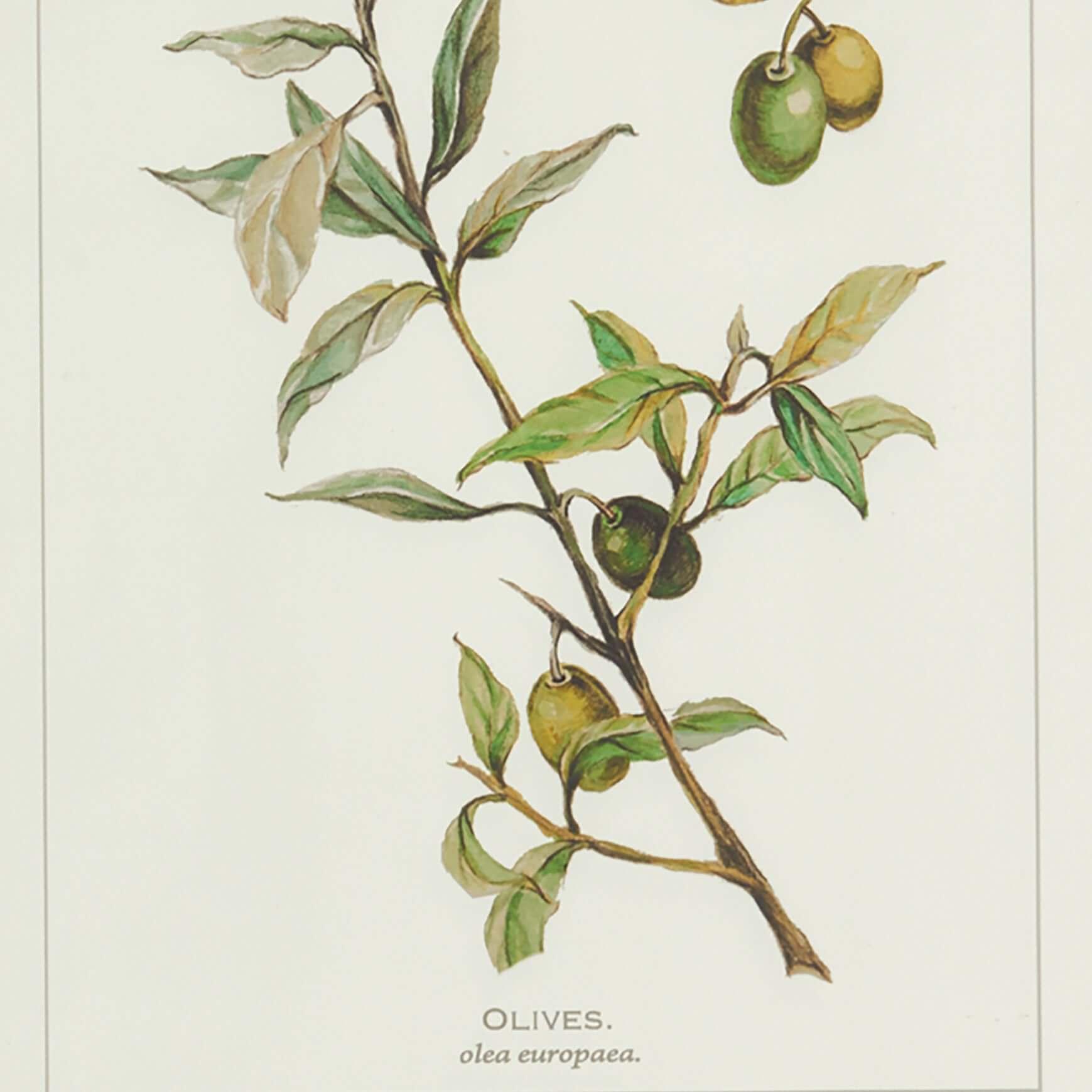 Vintage Botanical Olive Prints with Whitewashed Wood Frames (Set of 4) Vintage Shopper