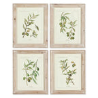 Vintage Botanical Olive Prints with Whitewashed Wood Frames (Set of 4) Vintage Shopper