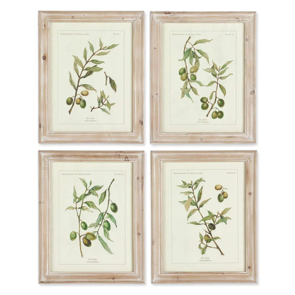 Vintage Botanical Olive Prints with Whitewashed Wood Frames (Set of 4) Vintage Shopper