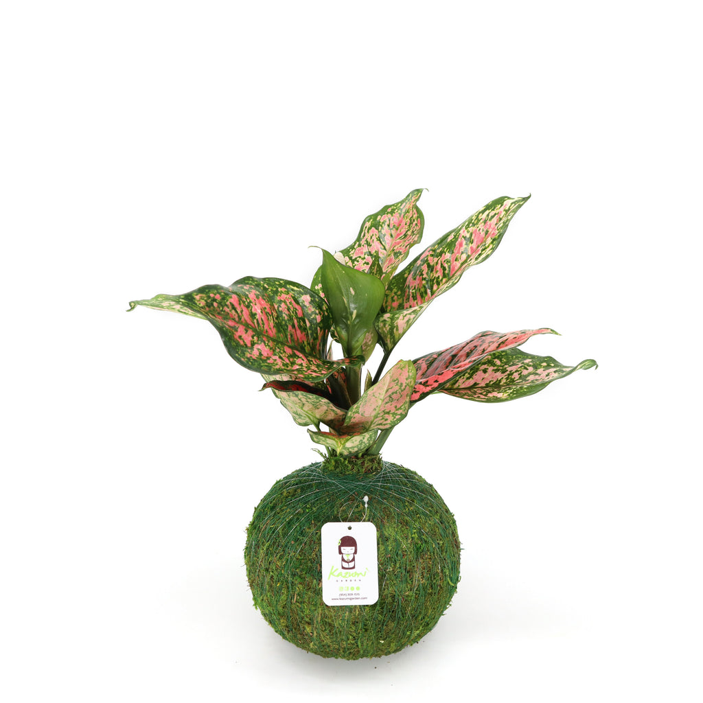 Aglaonema Pink | Moss Ball Kokedamas Kazumi Garden