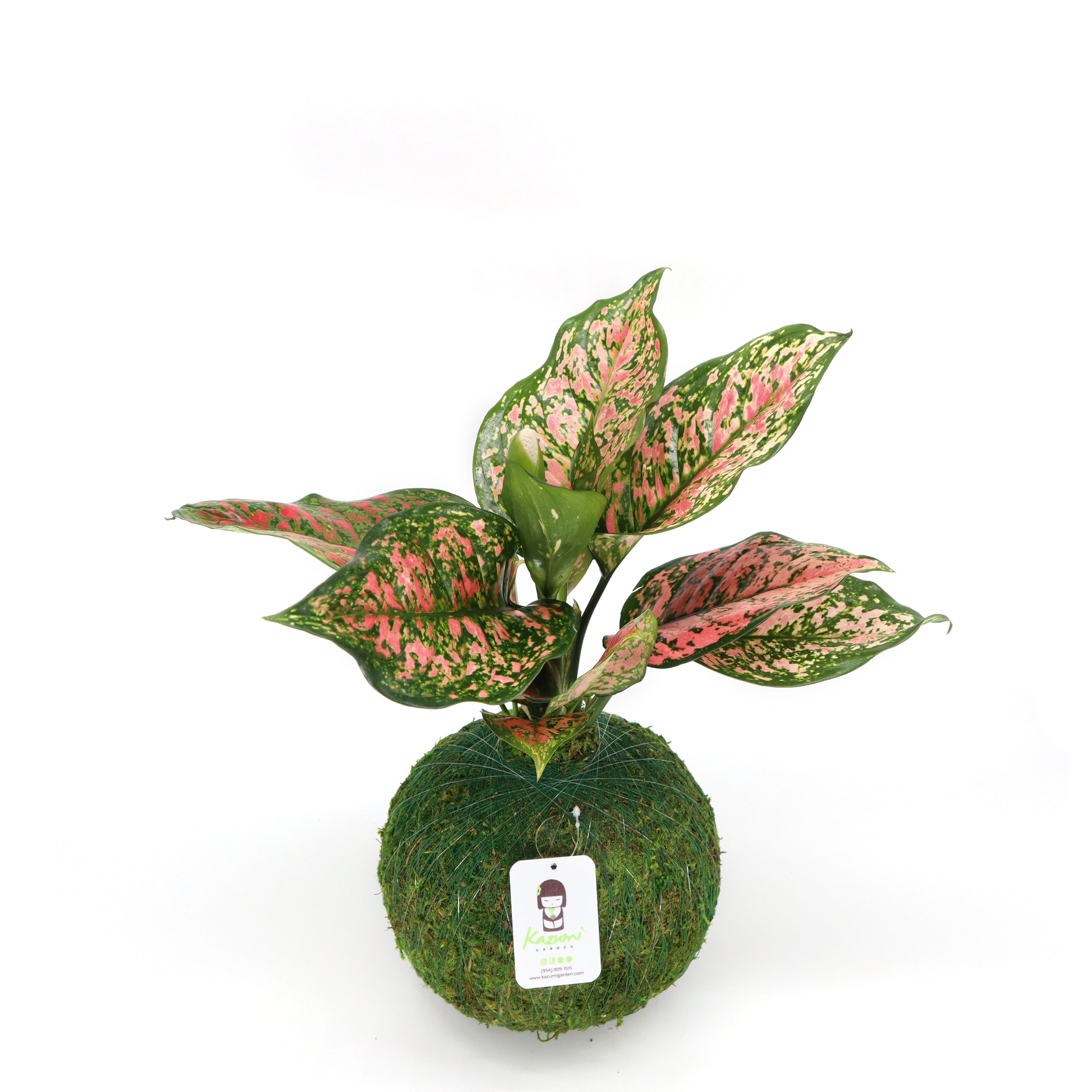 Aglaonema Pink | Moss Ball Kokedamas Kazumi Garden