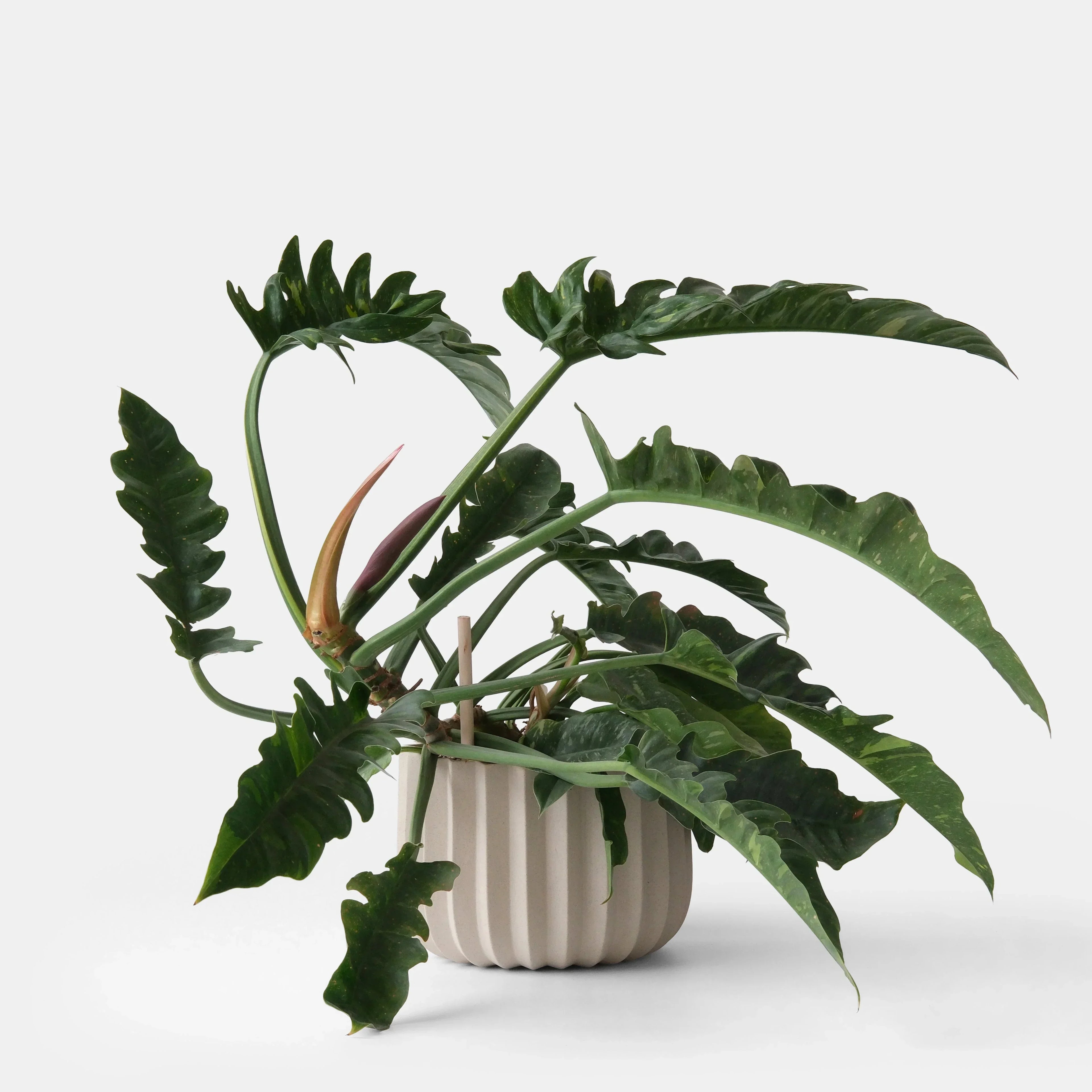 Wrap Planter - 4 sizes Misewell