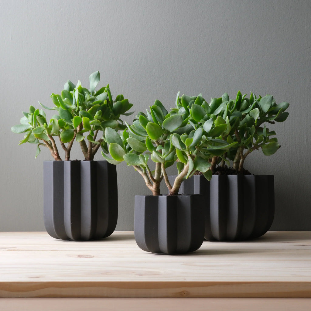 Wrap Planter - 4 sizes Misewell