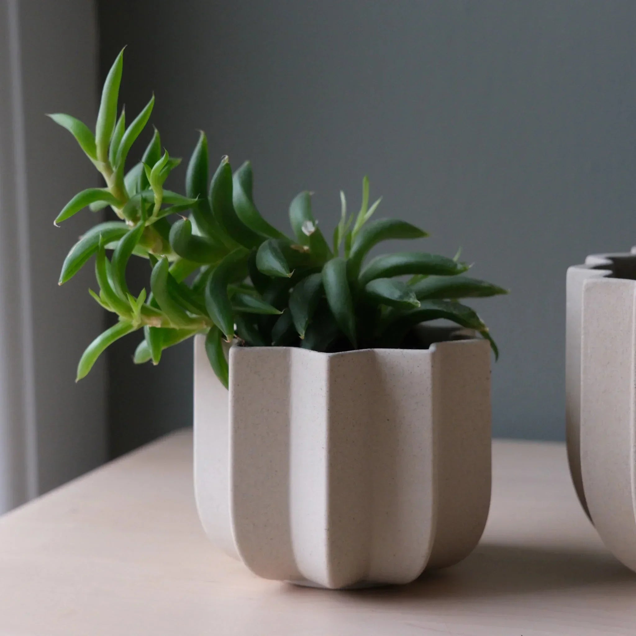 Wrap Planter - 4 sizes Misewell