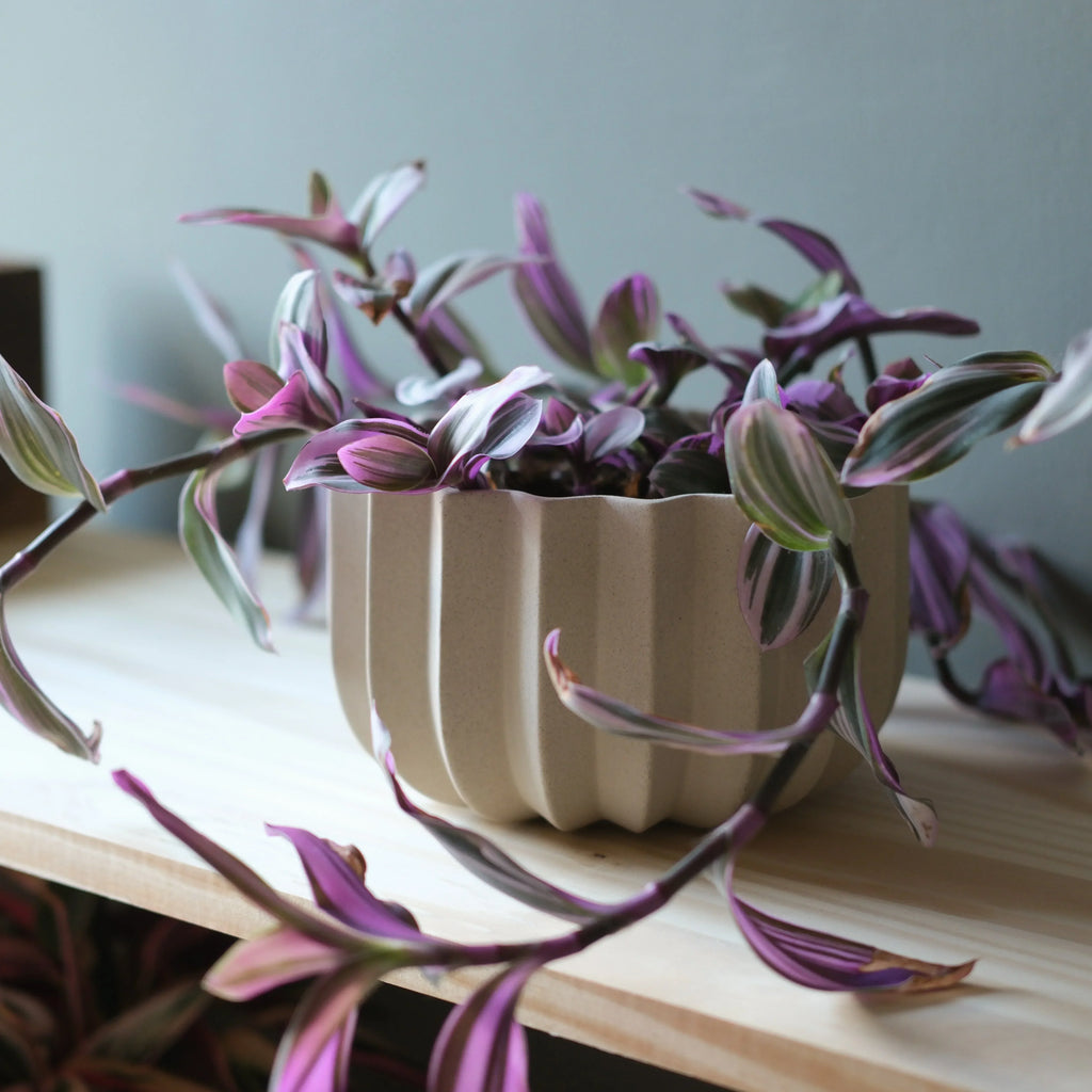 Wrap Planter - 4 sizes Misewell