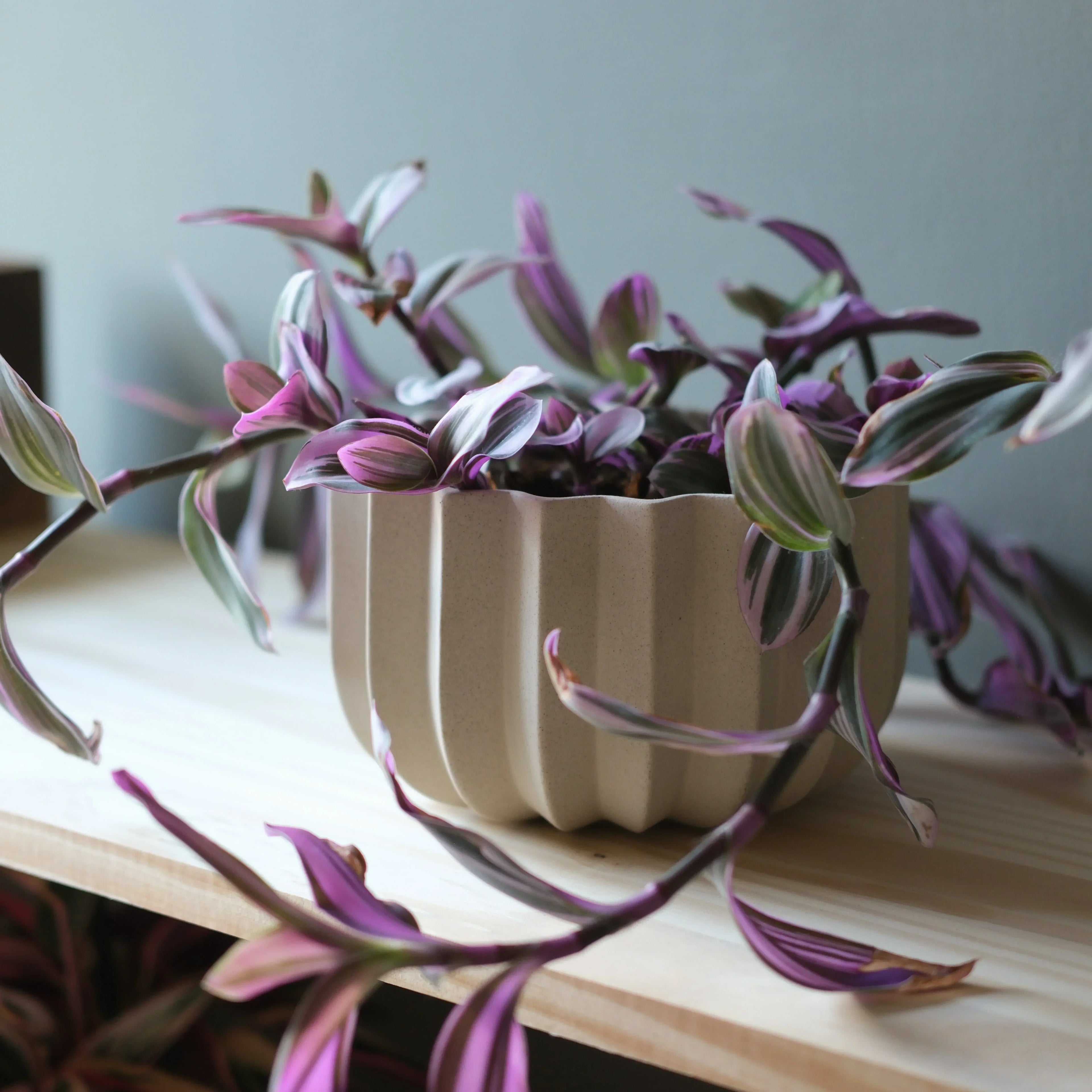 Wrap Planter - 4 sizes Misewell