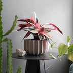 Wrap Planter - 4 sizes Misewell
