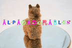 Alpacadorable Hand Made Baby Alpaca Ornaments