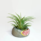 Amazonite Crystal Geode Air Plant Holder Natural Stone Planter, lifestyle image - House Of Avana