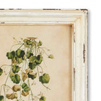 Antique Botanical Flower Prints in Distressed White Frames (Set of 12) Vintage Shopper