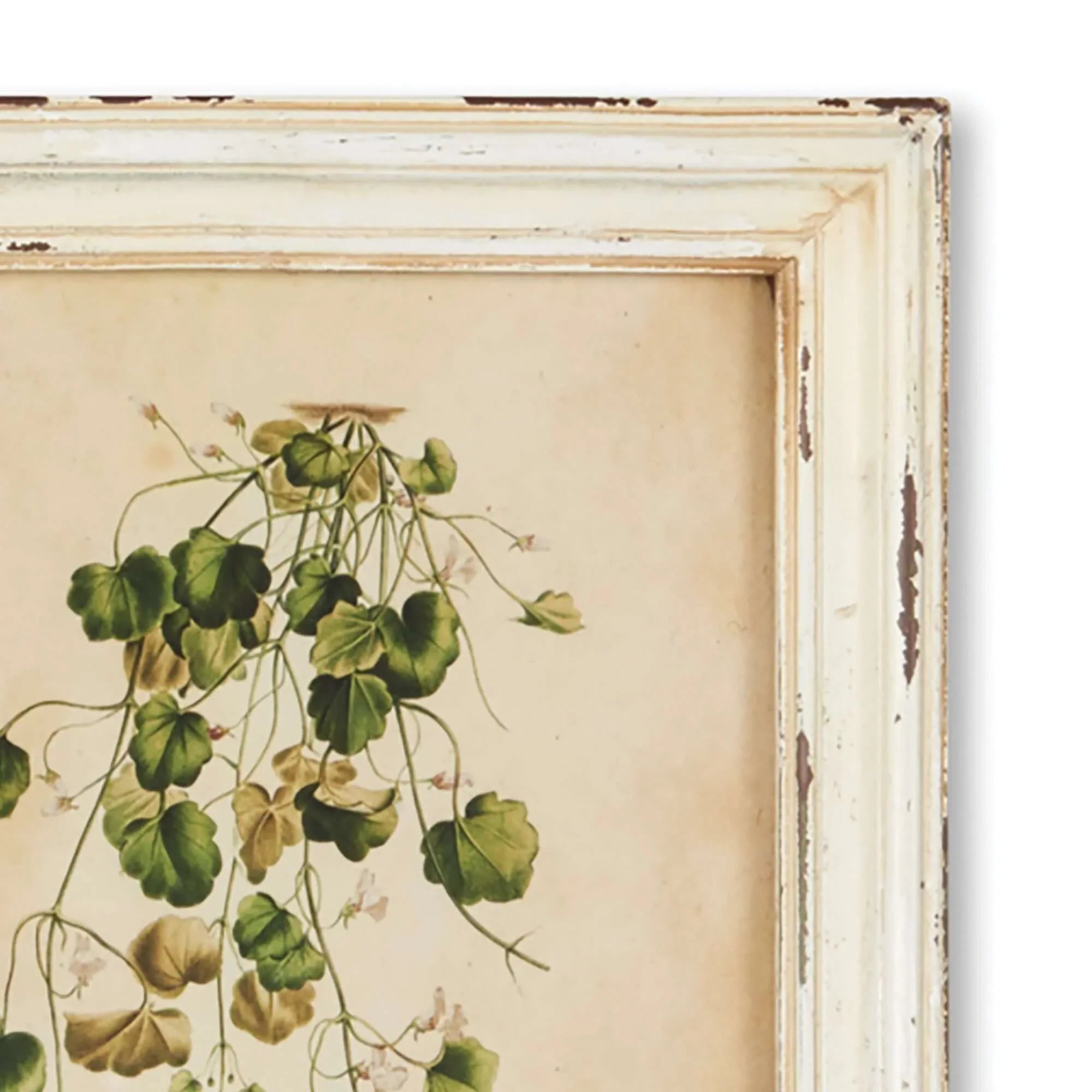 Antique Botanical Flower Prints in Distressed White Frames (Set of 12) Vintage Shopper