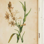 Antique Botanical Flower Prints in Distressed White Frames (Set of 12) Vintage Shopper