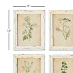 Antique Botanical Flower Prints in Distressed White Frames (Set of 12) Vintage Shopper