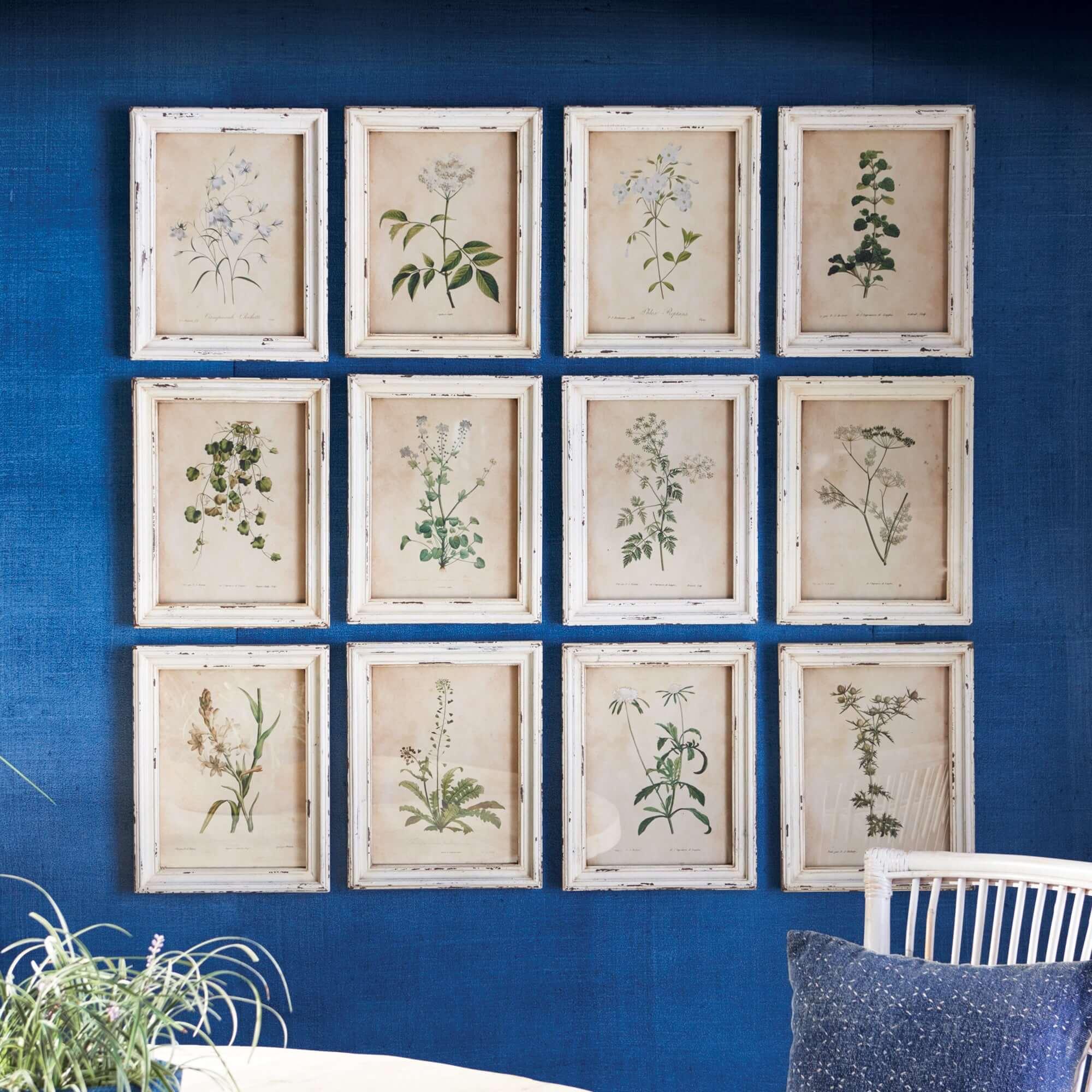 Antique Botanical Flower Prints in Distressed White Frames (Set of 12) Vintage Shopper