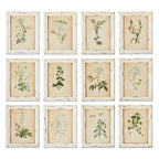 Antique Botanical Flower Prints in Distressed White Frames (Set of 12) Vintage Shopper