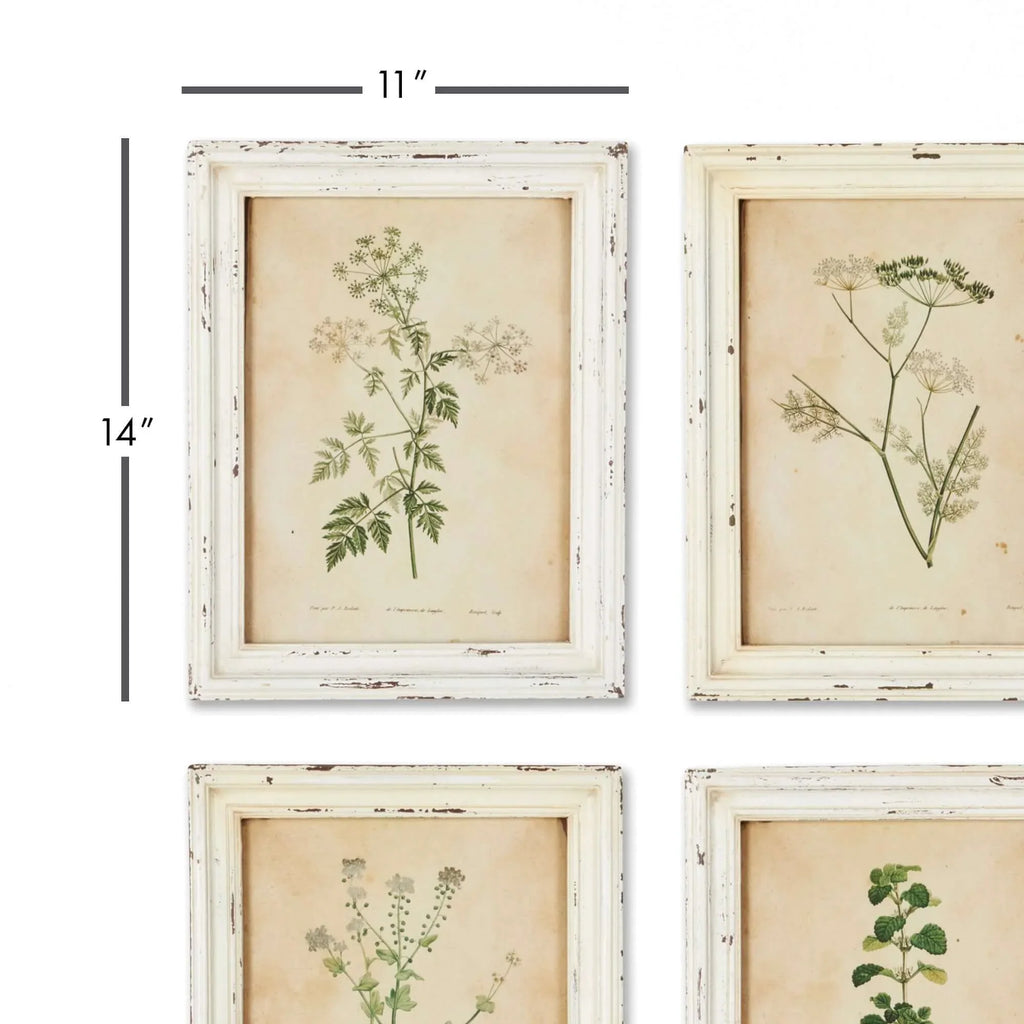 Antique Botanical Flower Prints in Distressed White Frames (Set of 12) - House of Avana