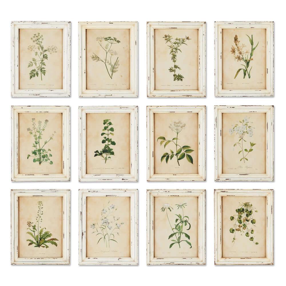 Antique Botanical Flower Prints in Distressed White Frames (Set of 12) - House of Avana