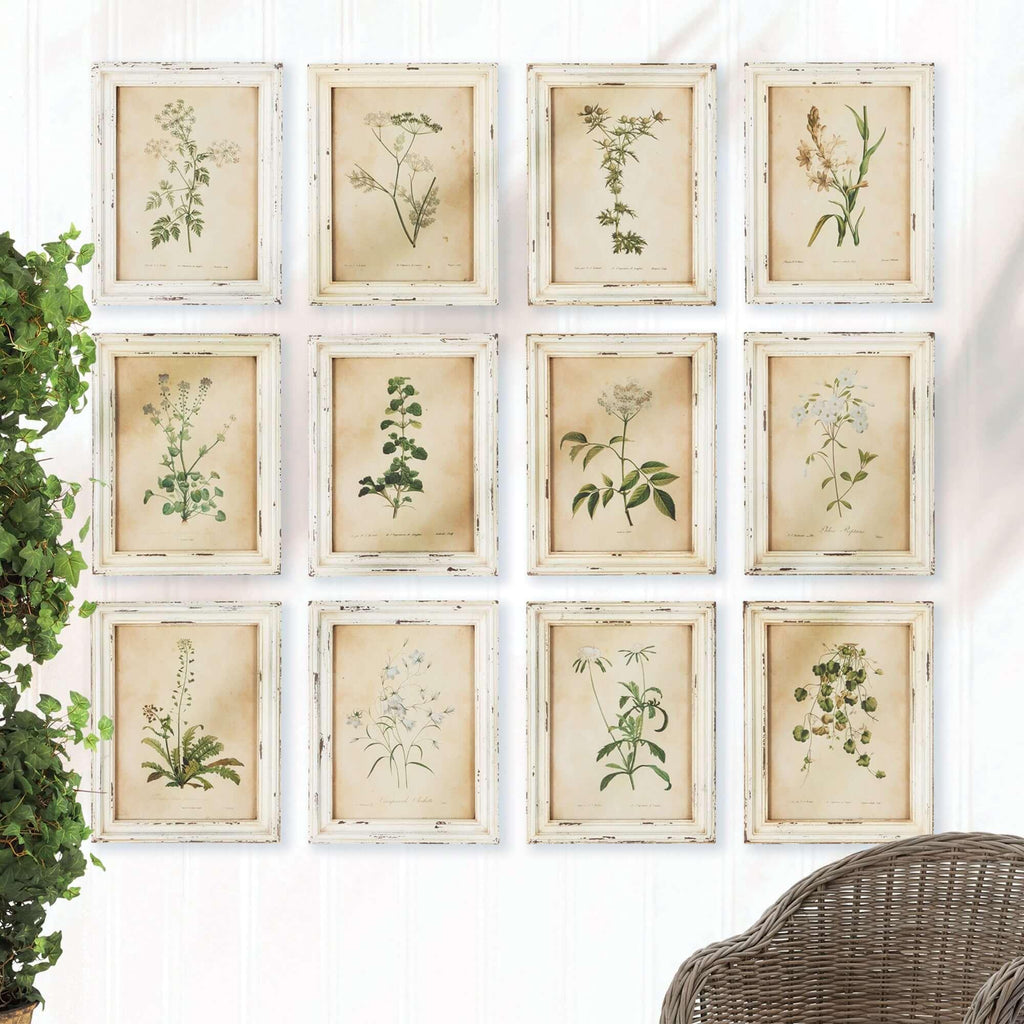 Antique Botanical Flower Prints in Distressed White Frames (Set of 12) - House of Avana