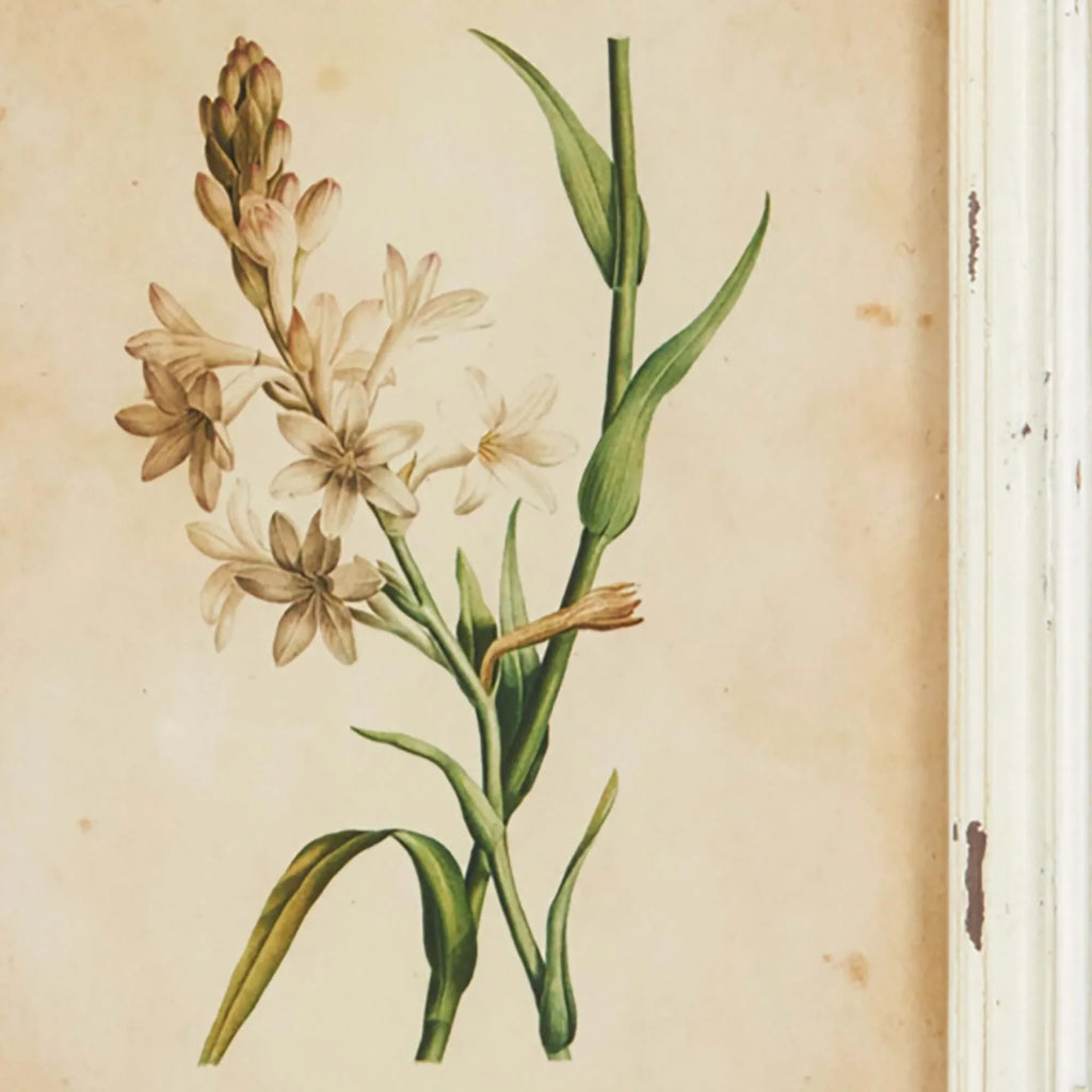 Antique Botanical Flower Prints in Distressed White Frames (Set of 12) - House of Avana