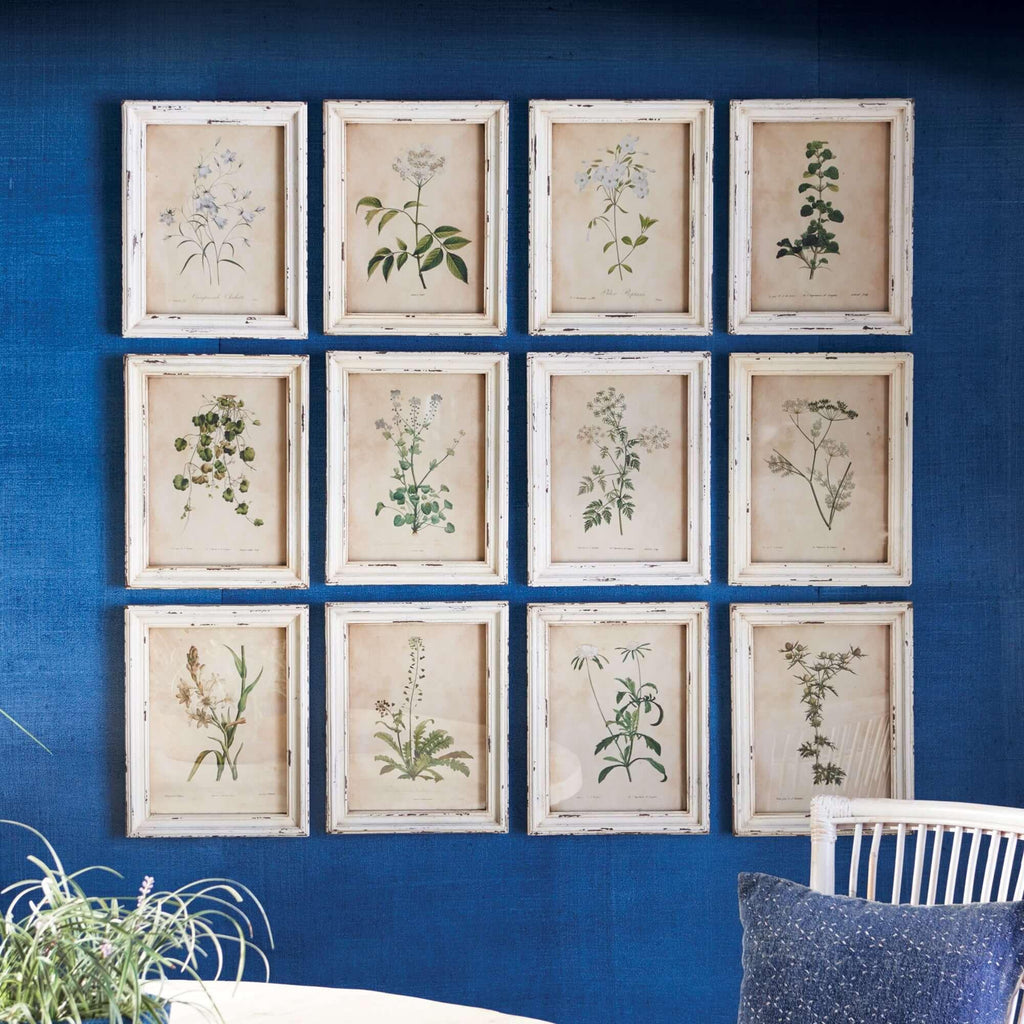 Antique Botanical Flower Prints in Distressed White Frames (Set of 12) - House of Avana