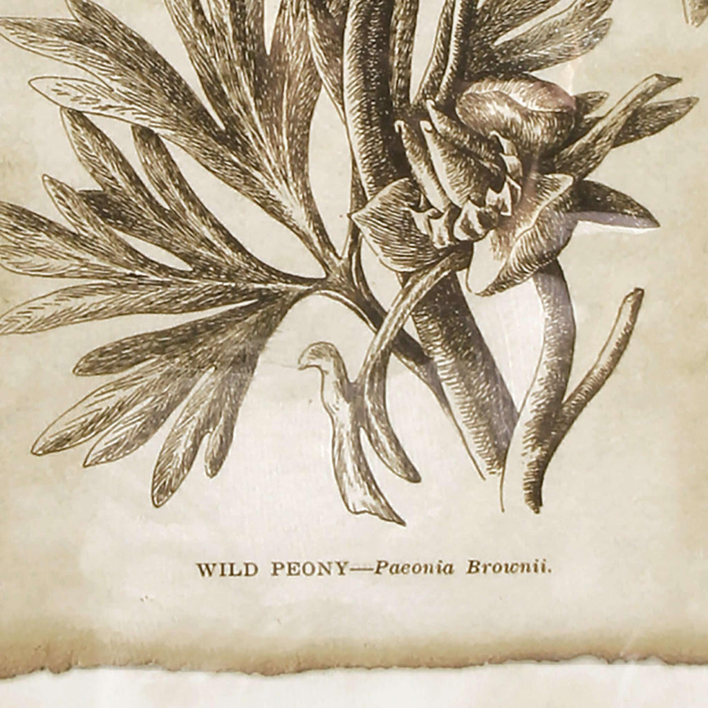 Antique Botanical Illustrations in Wood Frames (Set of 6) - House of Avana