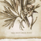 Antique Botanical Illustrations in Wood Frames (Set of 6) - House of Avana