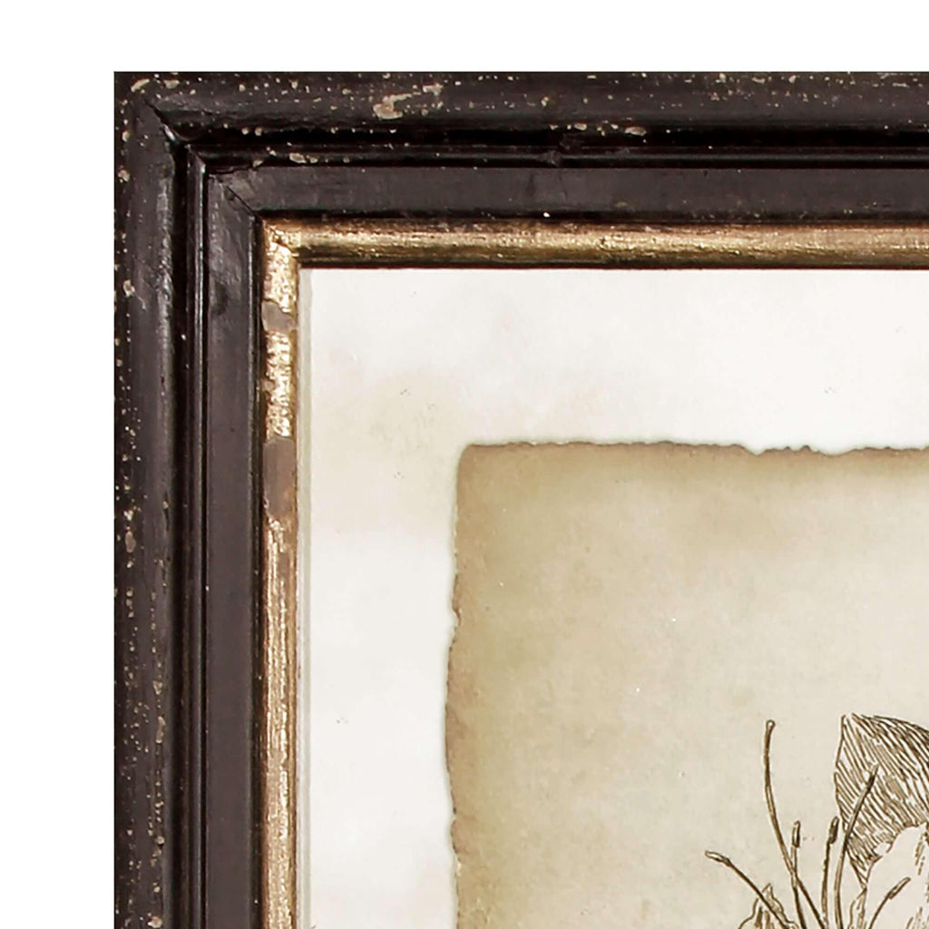 Antique Botanical Illustrations in Wood Frames (Set of 6) - House of Avana