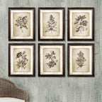 Antique Botanical Illustrations in Wood Frames (Set of 6) - House of Avana