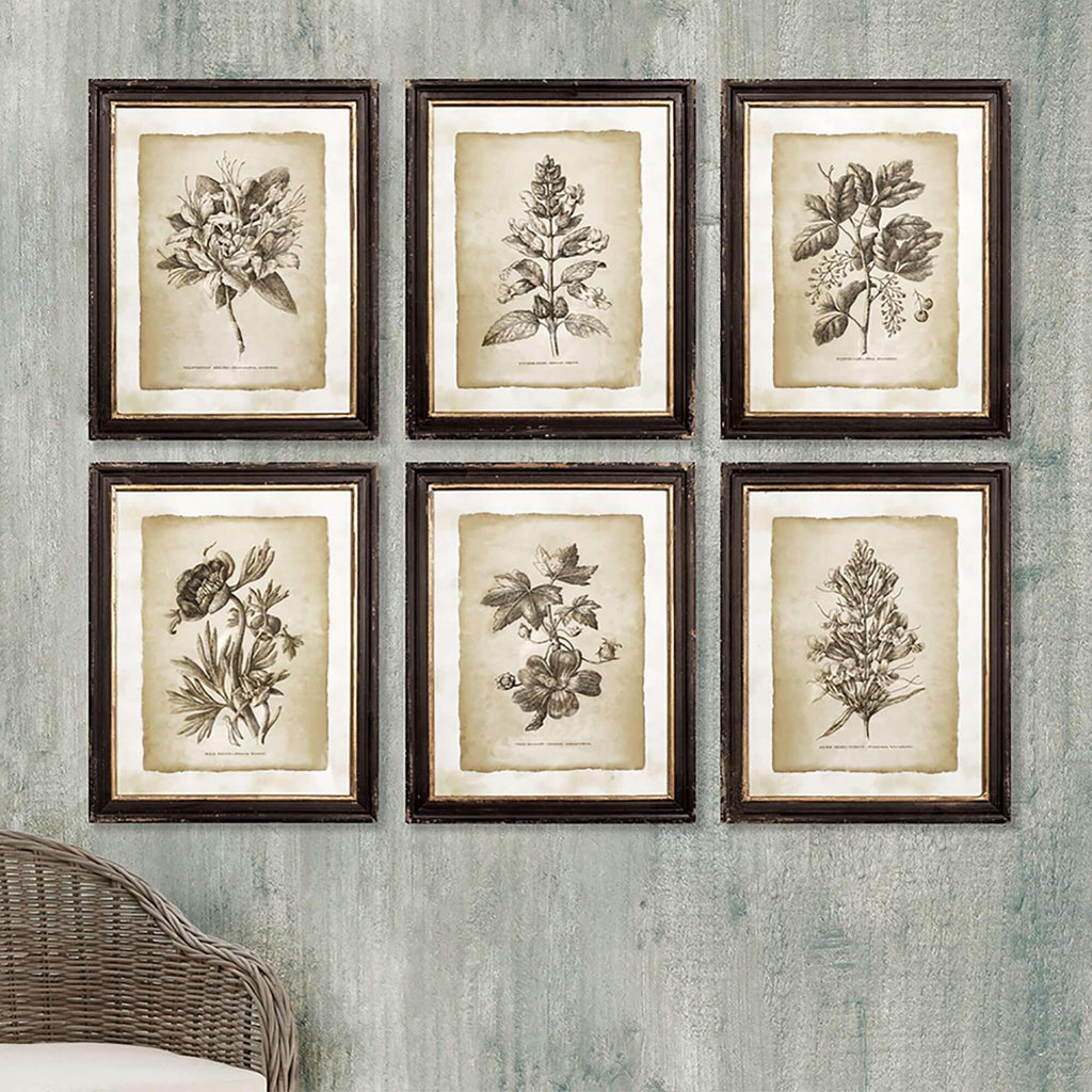 Antique Botanical Illustrations in Wood Frames (Set of 6) Vintage Shopper