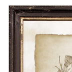Antique Botanical Illustrations in Wood Frames (Set of 6) Vintage Shopper