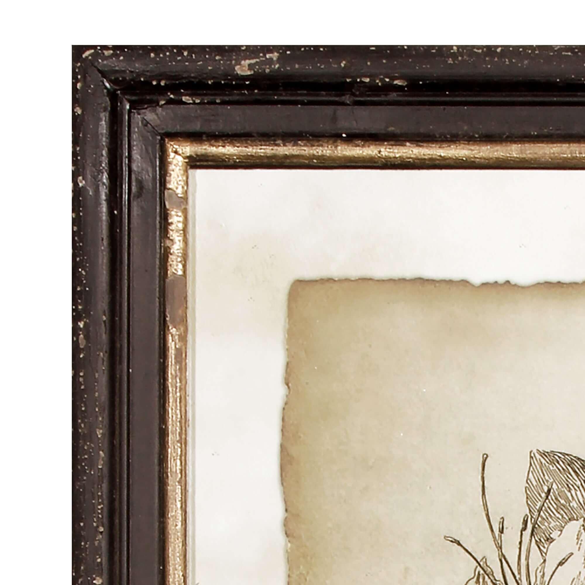 Antique Botanical Illustrations in Wood Frames (Set of 6) Vintage Shopper