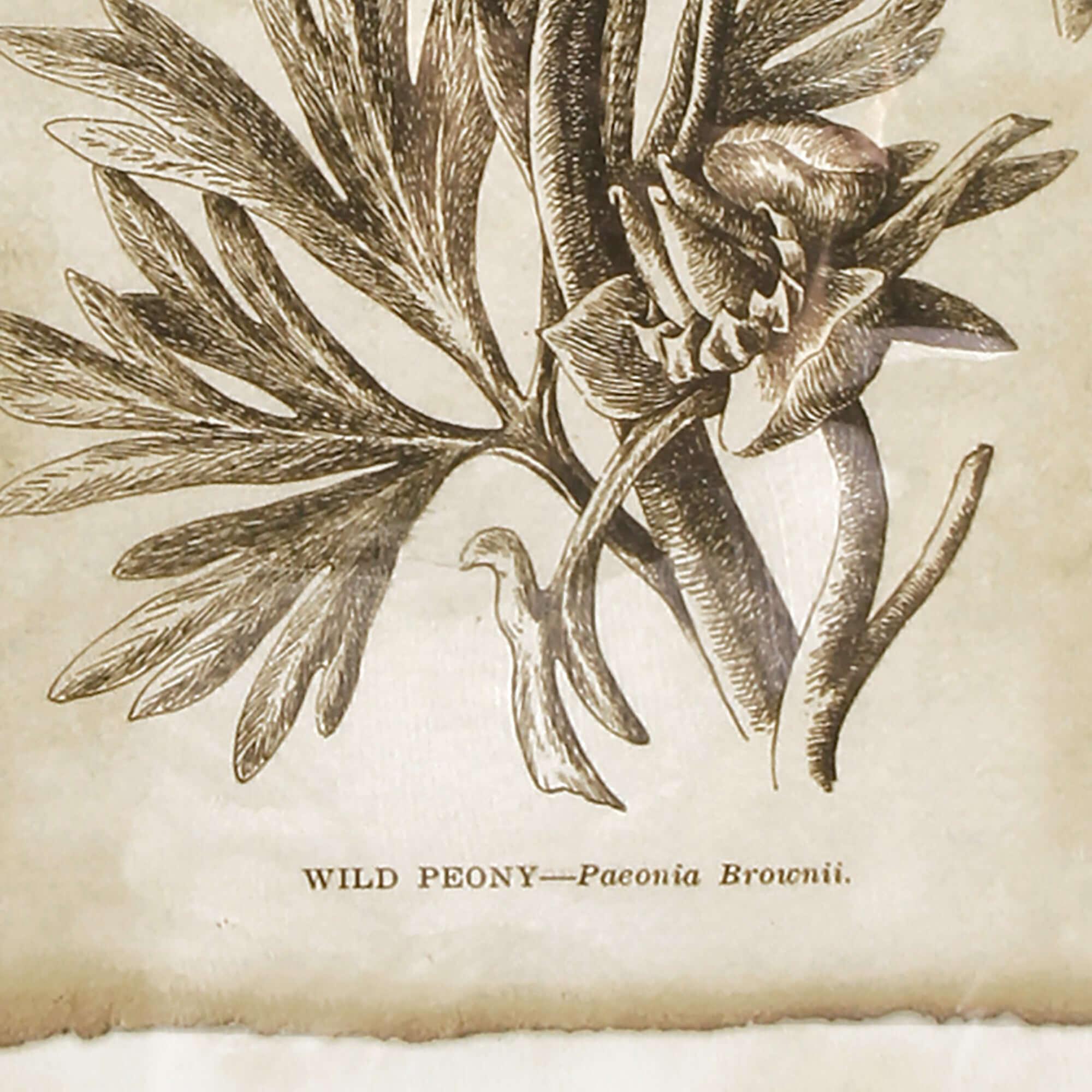 Antique Botanical Illustrations in Wood Frames (Set of 6) Vintage Shopper