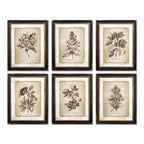 Antique Botanical Illustrations in Wood Frames (Set of 6) Vintage Shopper