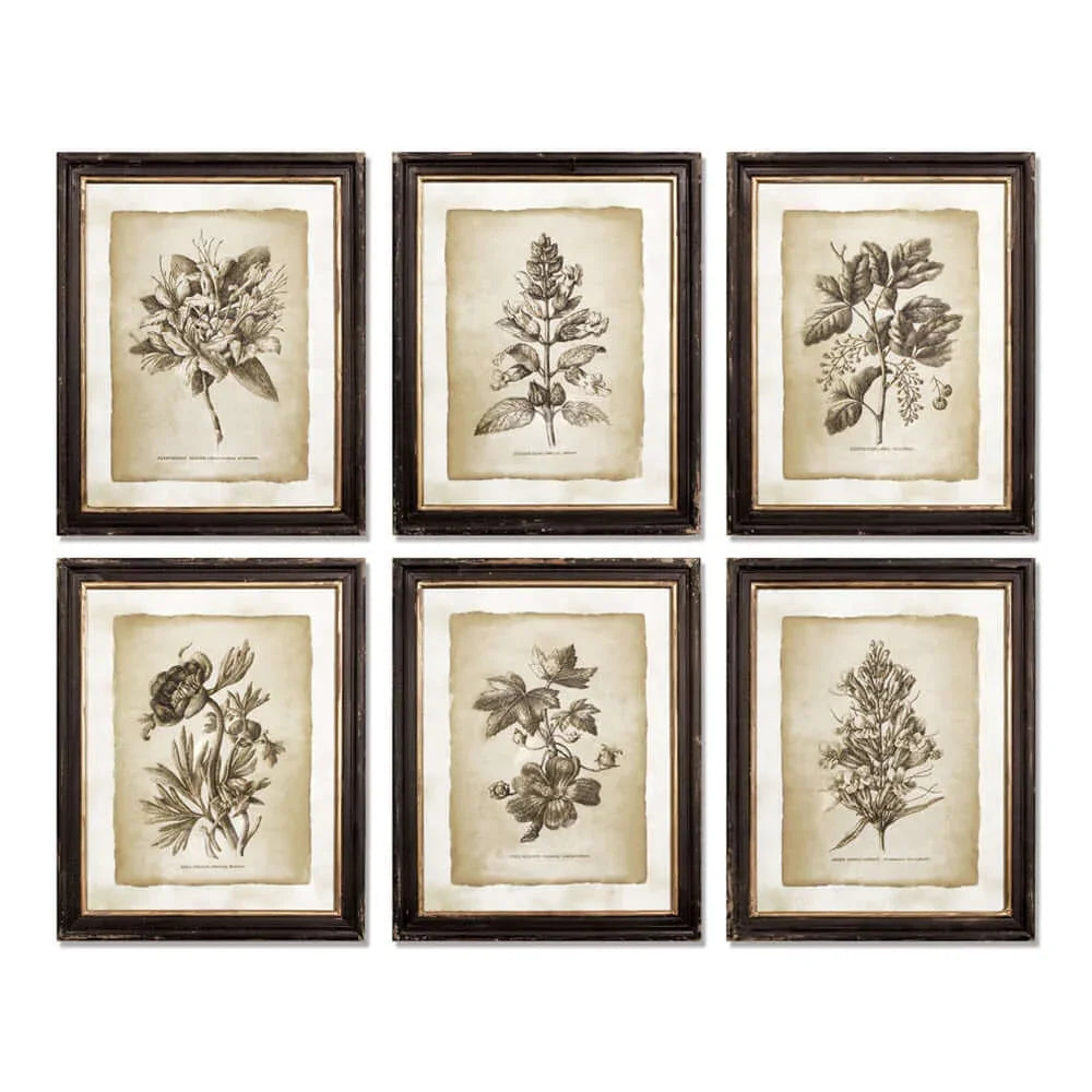 Antique Botanical Illustrations in Wood Frames (Set of 6) Vintage Shopper