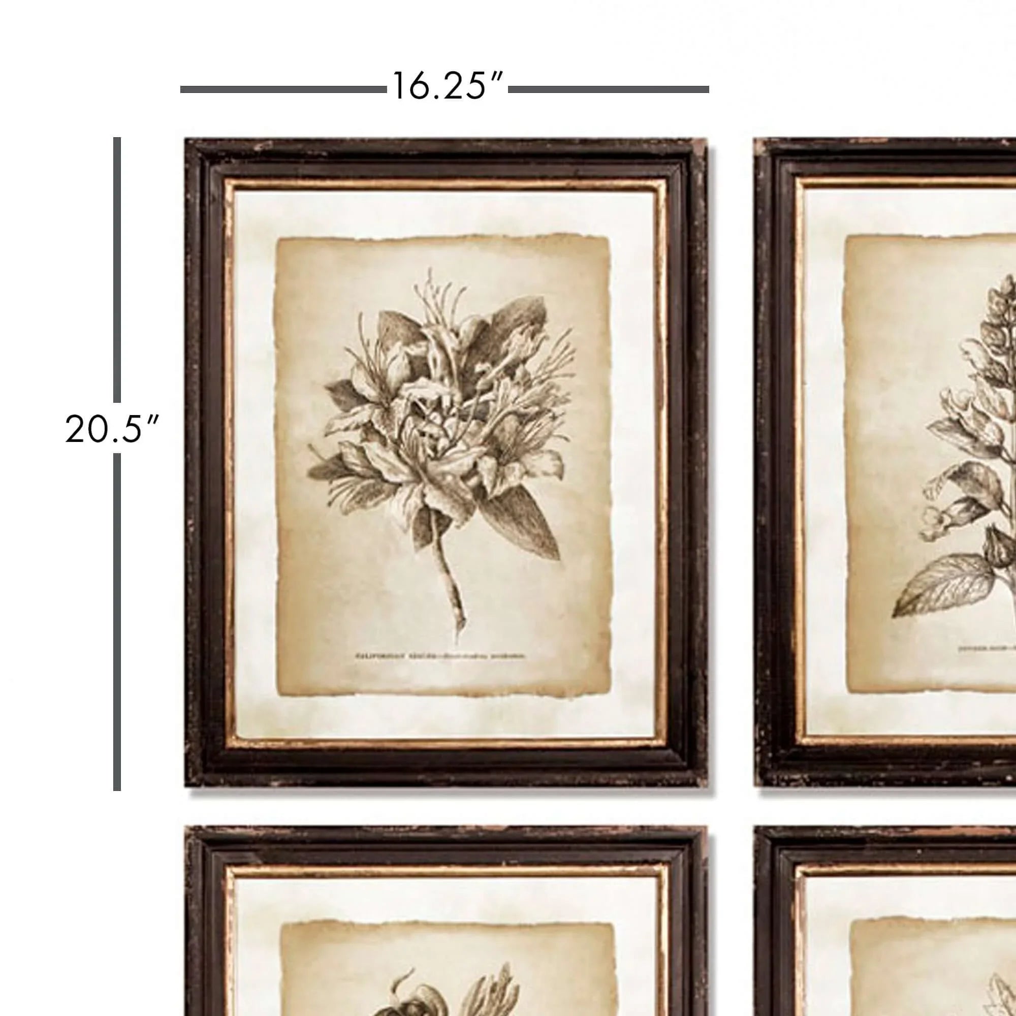 Antique Botanical Illustrations in Wood Frames (Set of 6) Vintage Shopper