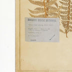 Antique Framed Botanical Fern Prints (Set of 8) Vintage Shopper