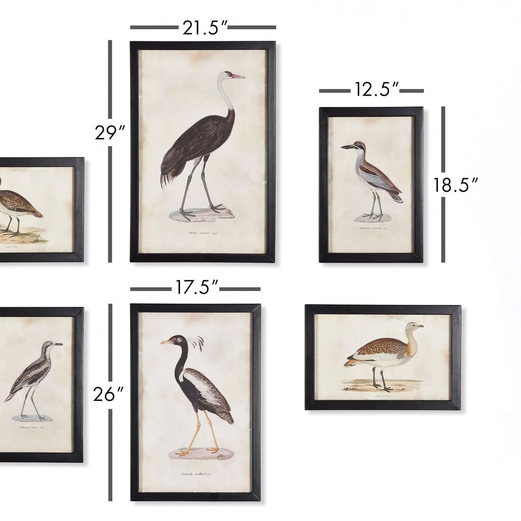 Vintage framed bird prints, ornate gold frames, set of 6 - House of Avana