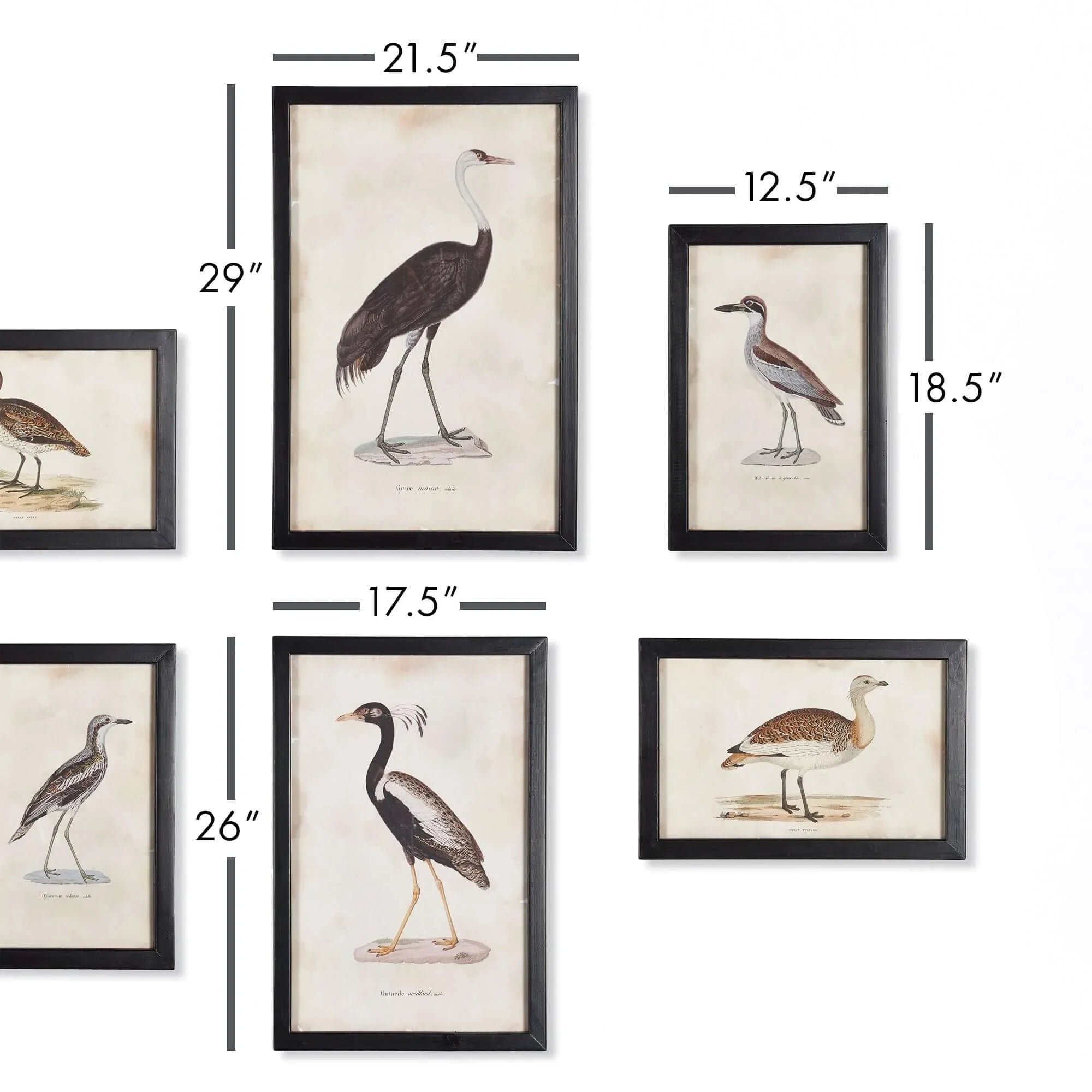 Vintage framed bird prints, ornate gold frames, set of 6 - House of Avana