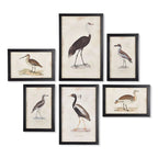 Vintage framed bird prints, ornate gold frames, set of 6 - House of Avana