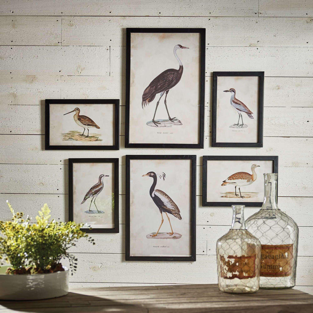 Vintage framed bird prints, ornate gold frames, set of 6 - House of Avana