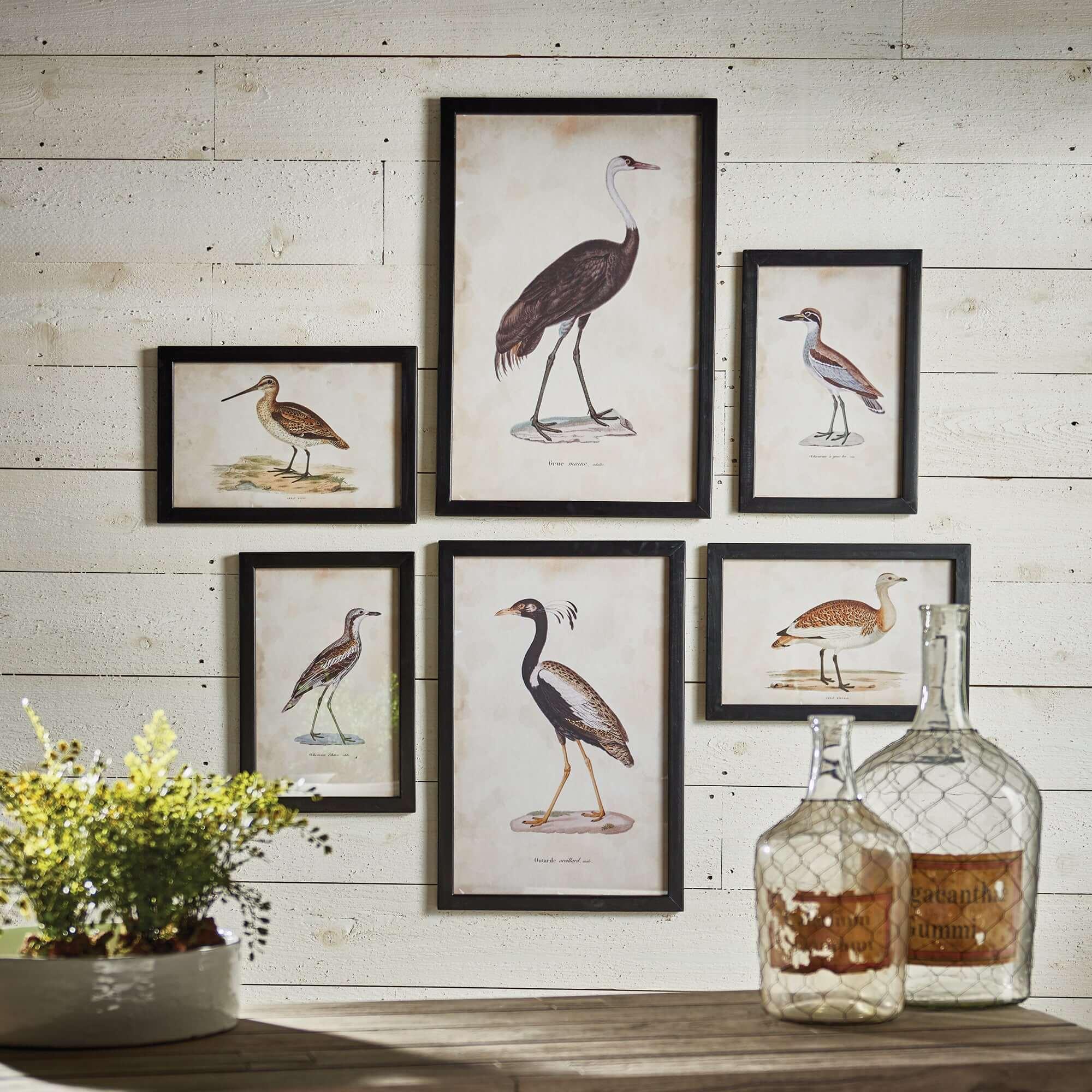 Vintage framed bird prints, ornate gold frames, set of 6 - House of Avana