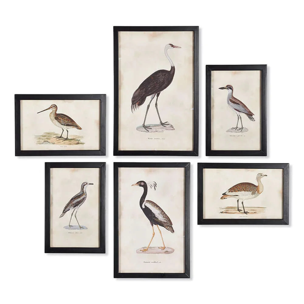 Antique Framed Ornithology Bird Prints (Set of 6) Vintage Shopper