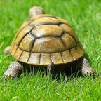 Garden Turtle Statue Decoration, Artistic Simulation Animal Sculpture, Outdoor Decoration of... - House Of Avana [[SKU:HOA-GSC-004]]