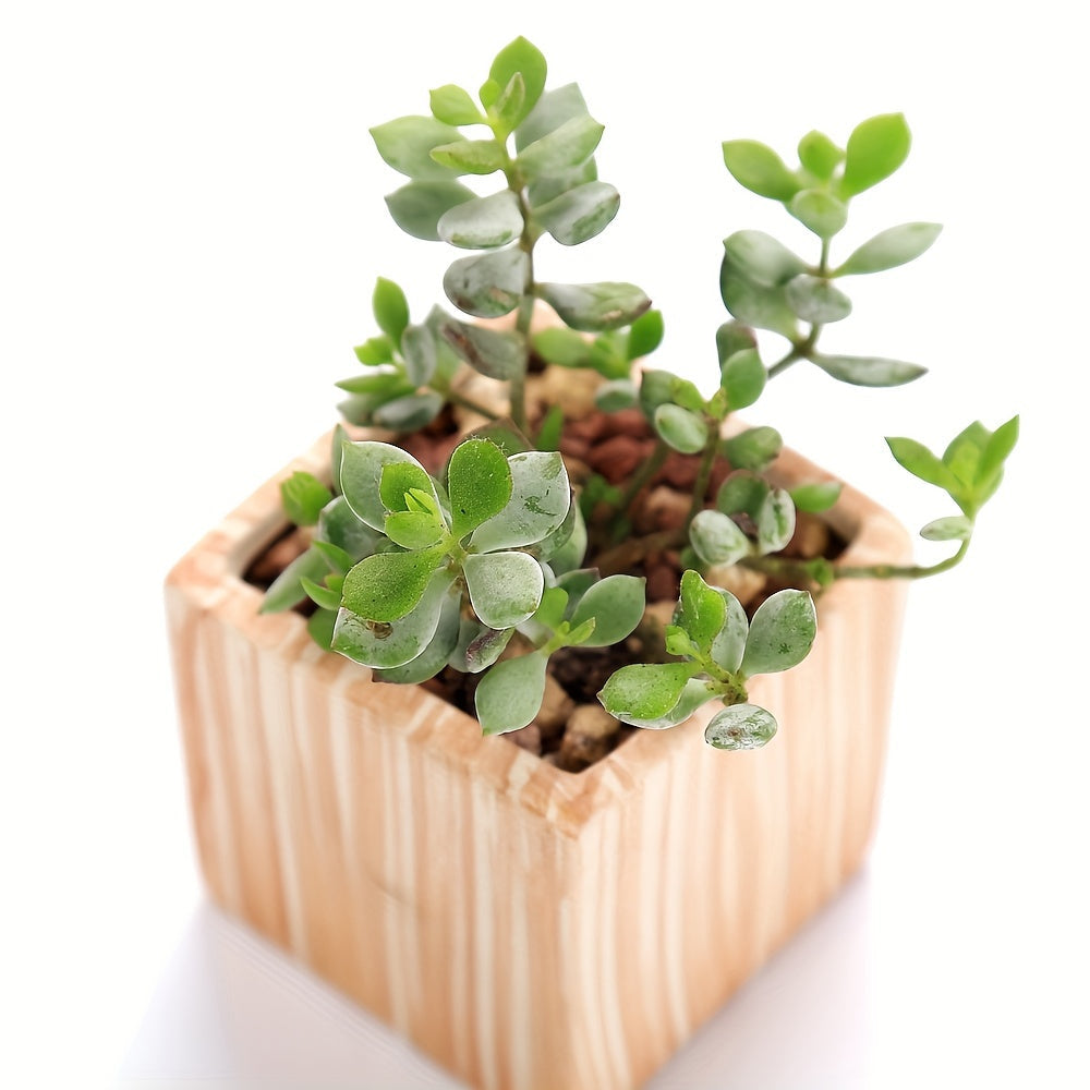 SUN-E 6pcs/Set Mini Plant Pots Pattern Succulent Plant Pot Cactus Pot Flower Pot Decorative Ceramic Planter for Home House Office Outdoor Garden Container Planter Perfect Gift Idea for Women with Drain Hole 2.5Inch/6.5cm (Pla House Of Avana
