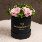 Black garden box with light pink roses, wooden planter - House of Avana