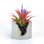 BLACK TOURMALINE GEODE PLANTER AURA 8 HOME