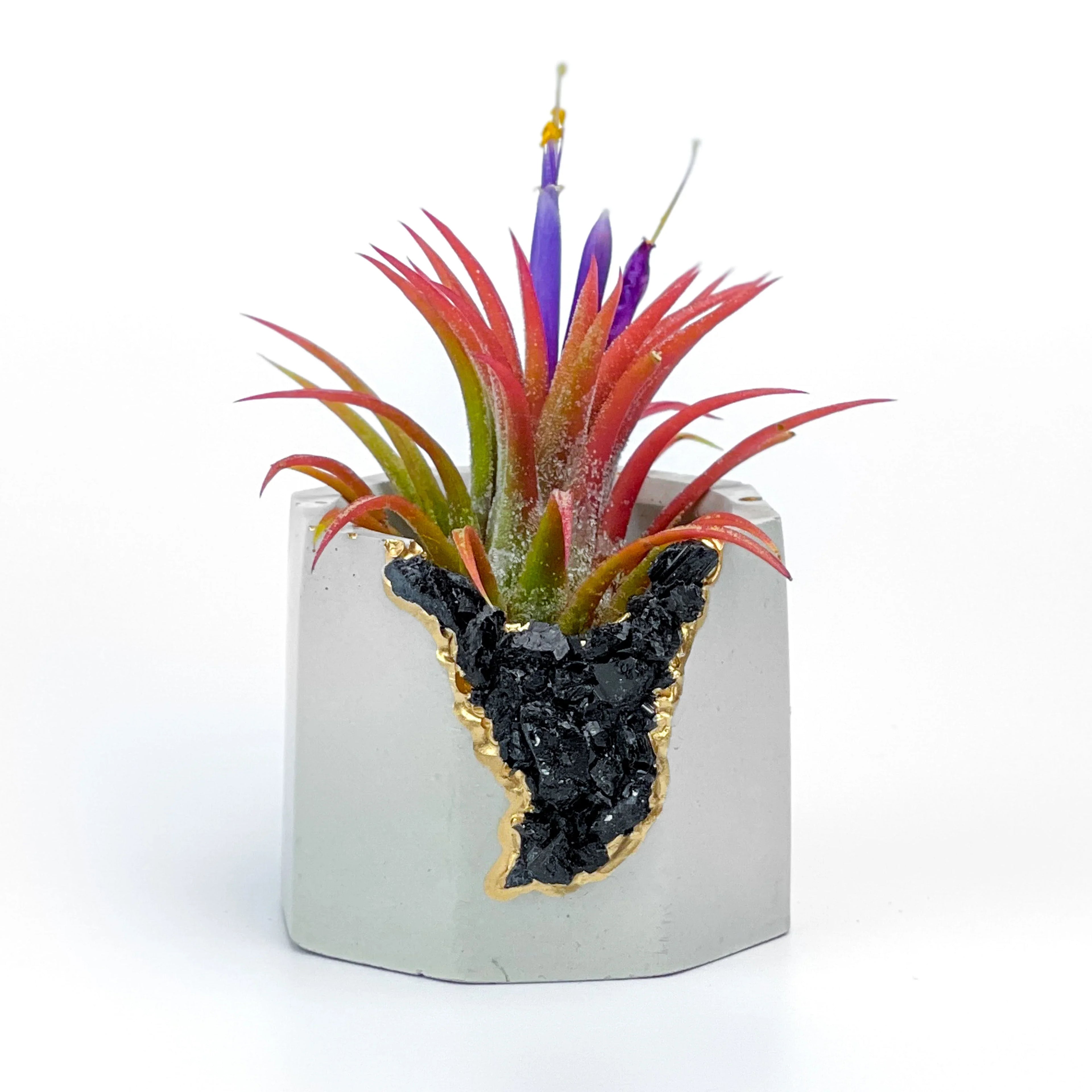 BLACK TOURMALINE GEODE PLANTER AURA 8 HOME