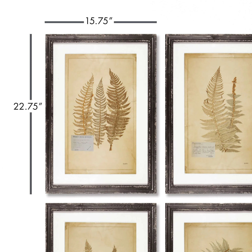 Antique Framed Botanical Fern Prints (set of 8) - House Of Avana