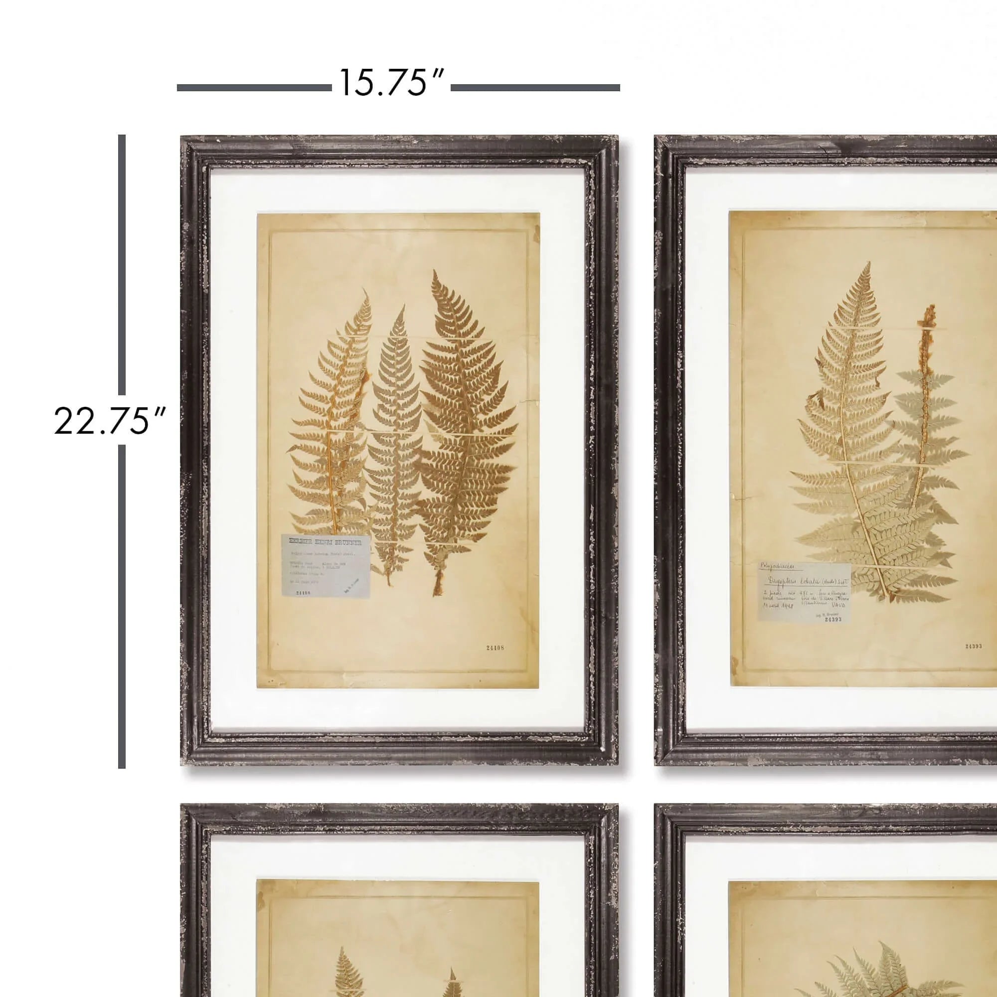 Antique Framed Botanical Fern Prints (set of 8) - House Of Avana