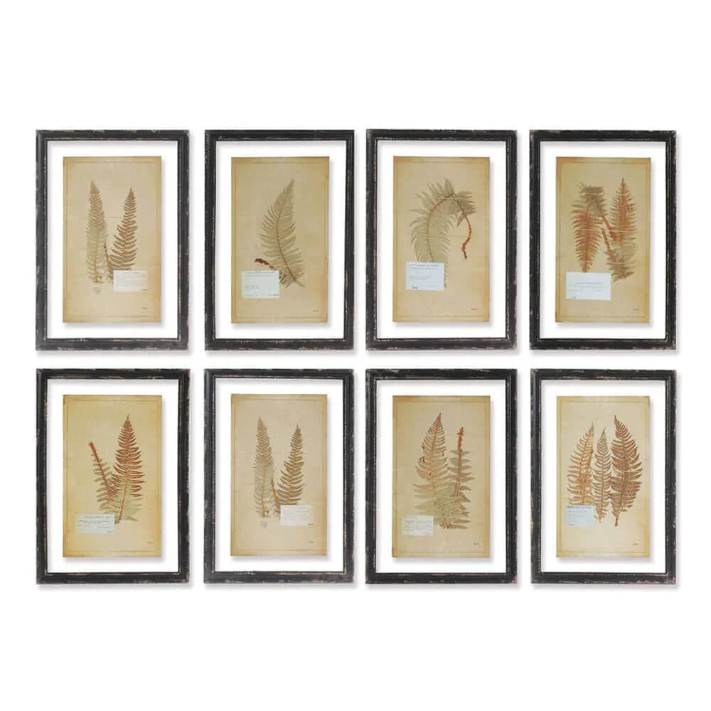 Antique Framed Botanical Fern Prints (set of 8) - House Of Avana